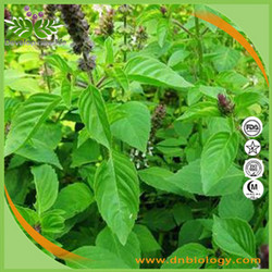 香茶菜提取物