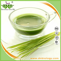 小麦草提取物