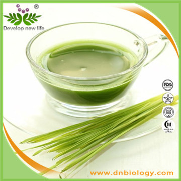 小麦草提取物