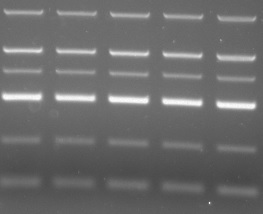 DL2000 DNA Marker