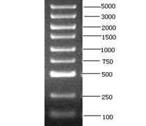 DL5000 DNA marker