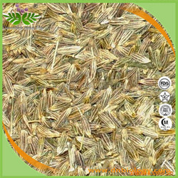 小茴香提取物
