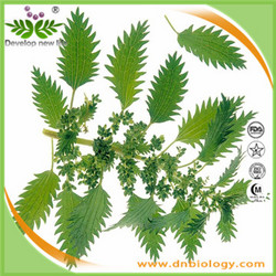 荨麻提取物