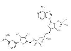 beta-nicotinamide adenine dinucleotide phosphate（NADP+）mono sodium salt