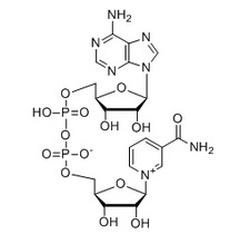 Nicotinamide adenine dinucleotide（NAD+）mono sodium salt