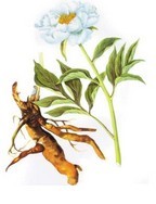  芍藥提取物