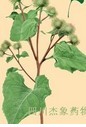 牛蒡子提取物