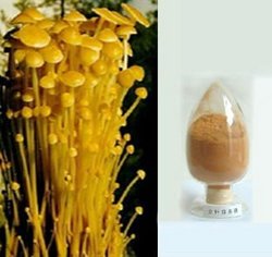 金针菇多糖