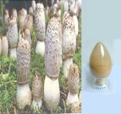 雞腿菇多糖
