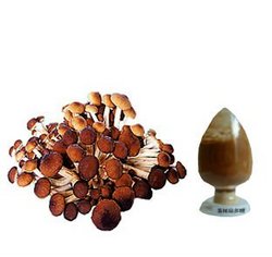 agrocybe aegerita extract