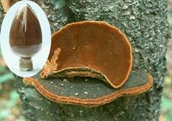 phellinus igniarius extract