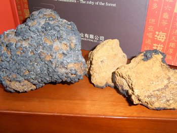 inonotus obliquus extract