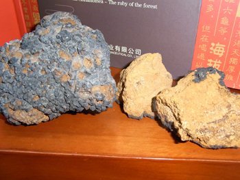 inonotus obliquus extract