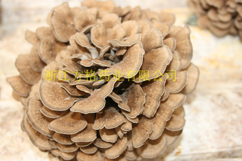 grifola frondosa extract