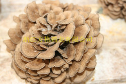 grifola frondosa extract