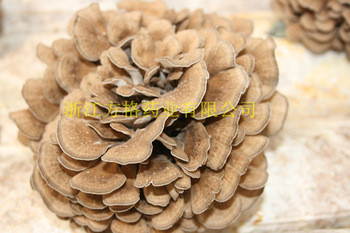 grifola frondosa extract