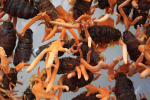 cordyceps militaries extract