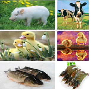 动物保健类抗生素那西肽，兽药抗生素添加剂，高纯度那西肽