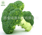 西兰花提取物
