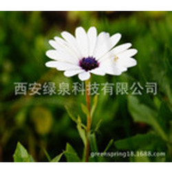 除虫菊提取物2%