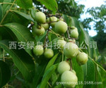 无患子果皮提取物