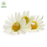 小白菊提取物