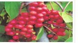 Schisandra Berries P.E.