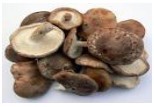 Shitake Mushroom P.E.