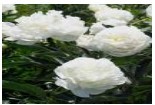 White Peony P.E.