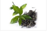 Green Tea Extract