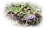 Chastree Berry Extract