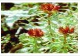 Rhodiola Rosea Extract