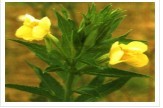 Evening Promise Oil
