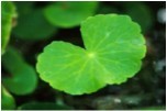 Gotu Kola Extract