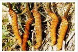 Cordyceps Extract 40%