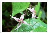 Epimedium Extract
