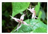 Epimedium Extract