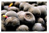 Bilberry Extract 25%