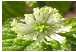 Golden Seal Extract