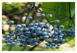 Eldeberry Extract