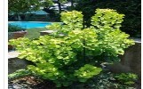 Fisetin 10%(Smoketree Extract)