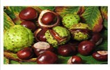 Horse Chestnut Extract