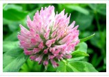 Red Clover Extract