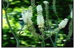 Black Cohosh Extract