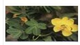 Quercetin