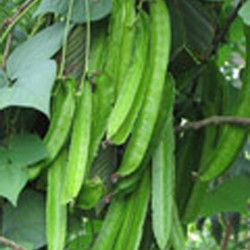 角豆提取物