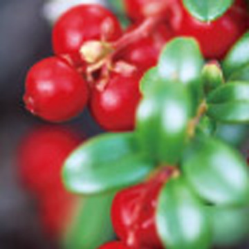 蔓越莓提取物