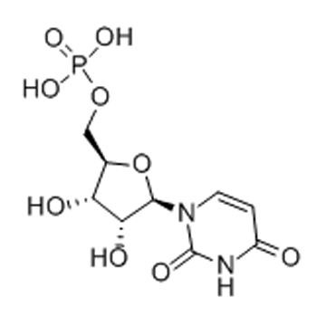 5'-尿苷酸