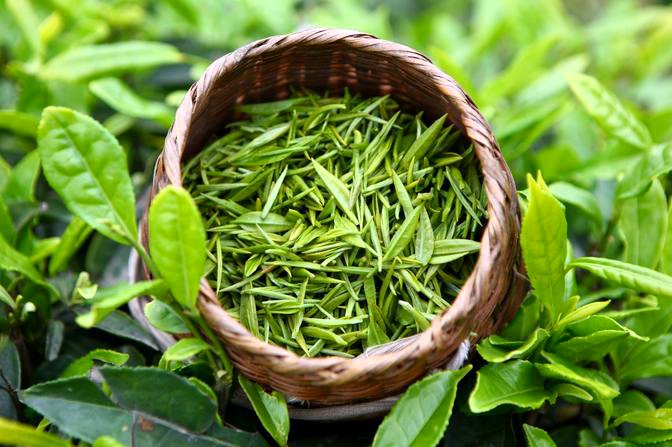 绿茶提取物 95%茶多酚