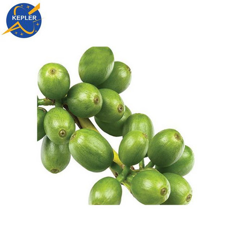 绿咖啡豆提取物